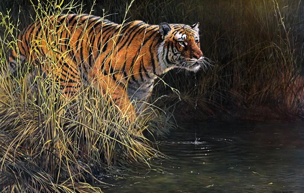 Picture grass, look, drops, nature, tiger, pose, river, thickets