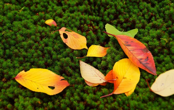 Autumn, leaves, moss, plants