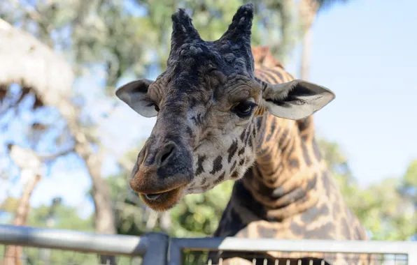 Face, light, portrait, giraffe, spot, zoo