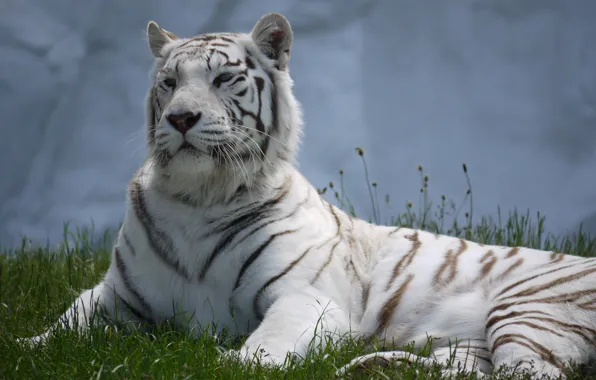 Picture cat, grass, stay, white tiger