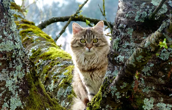 Cat, macro, tree, moss, trunk, hunter
