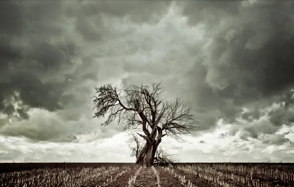 The sky, clouds, tree, dry grass