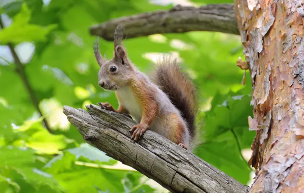 Picture branches, tree, protein, wood, branches, squirrel