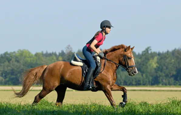Greens, field, the sky, grass, girl, the sun, trees, horse