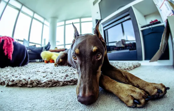 Room, dog, Doberman, window, fisheye