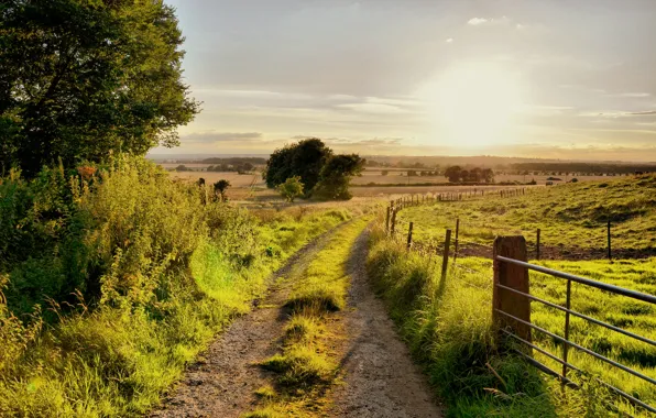 Road, greens, summer, trees, the fence