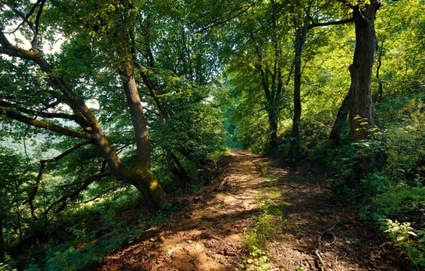 Forest, trees, green, trail, light, grass, trees, leafs