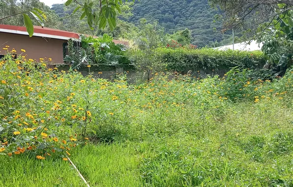 Grass, garden flowers, flower background