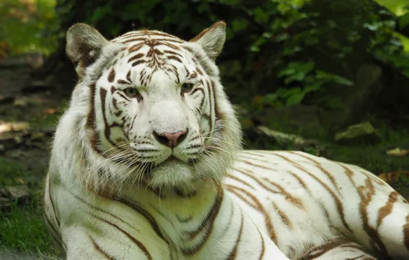 Tiger, Cat, white tiger