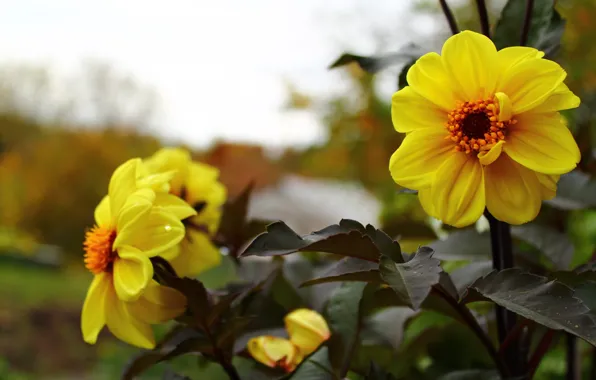 Leaves, macro, flowers, dahlias