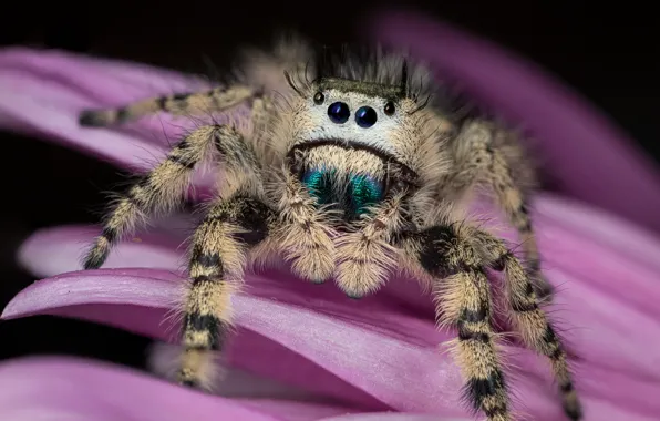 White, flower, look, macro, pink, spider, petals, jumper