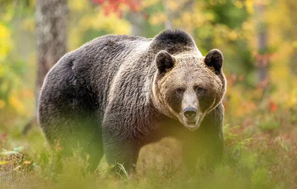 Autumn, forest, bear