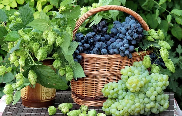 Grapes, still life, hops