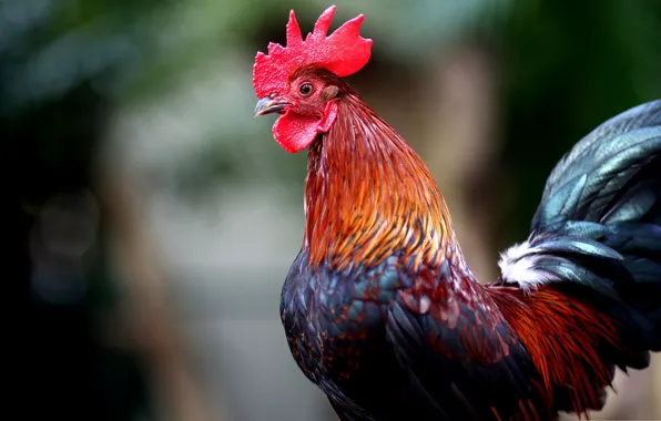 Picture bird, earrings, feathers, comb, cock