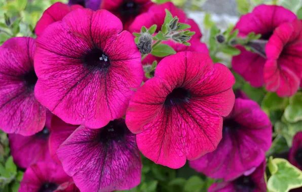 Macro, petals, Petunia