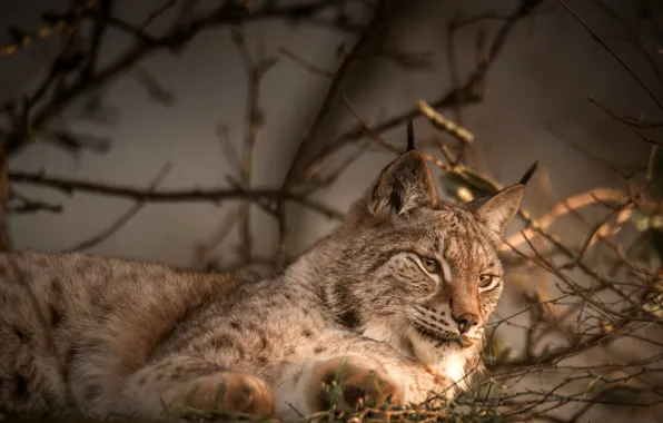 Face, branches, nature, lies, lynx