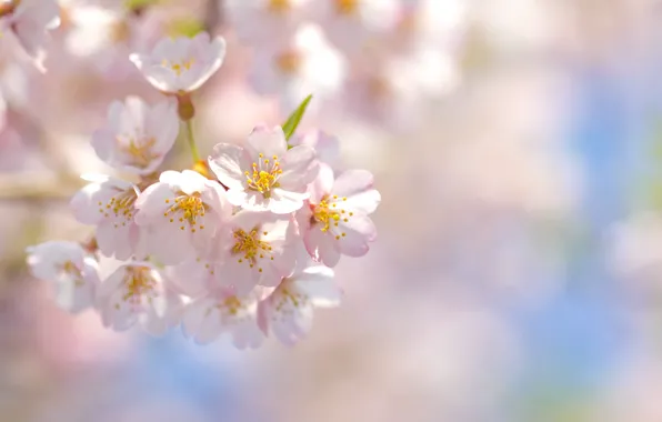 Picture the sky, flowers, cherry, branch, spring, petals, Sakura, pink