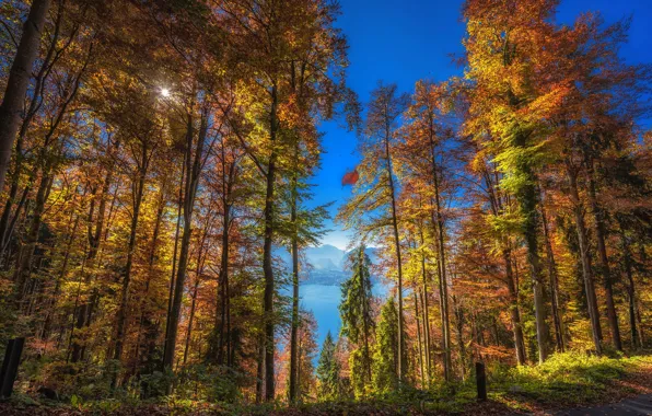 Autumn, forest, leaves, the sun, trees, mountains, lake, Switzerland