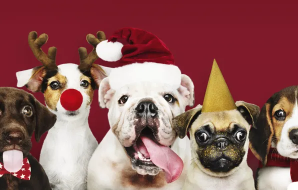 Dog, New Year, Christmas, puppy, happy, Santa, Christmas, puppy
