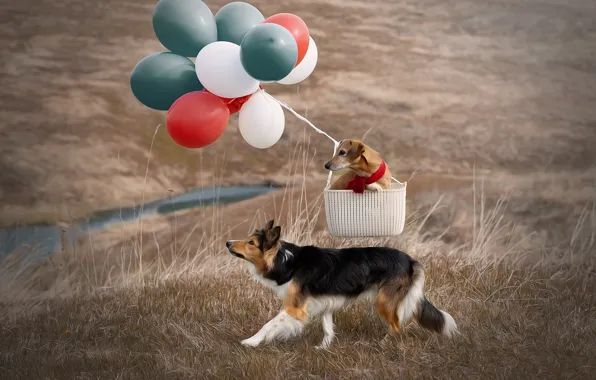 Picture dogs, grass, nature, balloons, basket, pair, Svetlana Pisareva