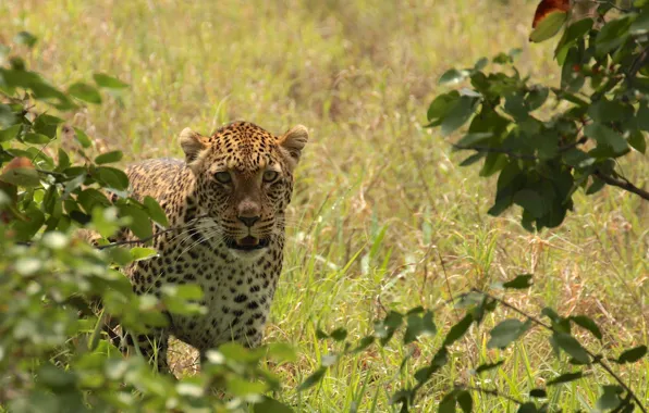 Picture grass, leaves, branches, predator, leopard