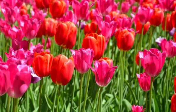 Light, flowers, red, bright, spring, tulips, pink, flowerbed