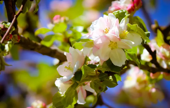 Picture flowers, branches, spring, flowering