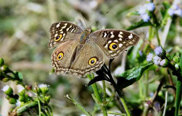 Macro, wings, Butterfly, beautiful, flowers, closeup