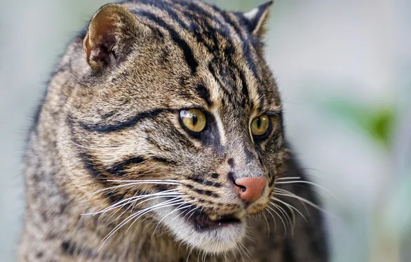 Picture cat, cat, face, ©Tambako The Jaguar, fishing cat, kot Rybolov, angler