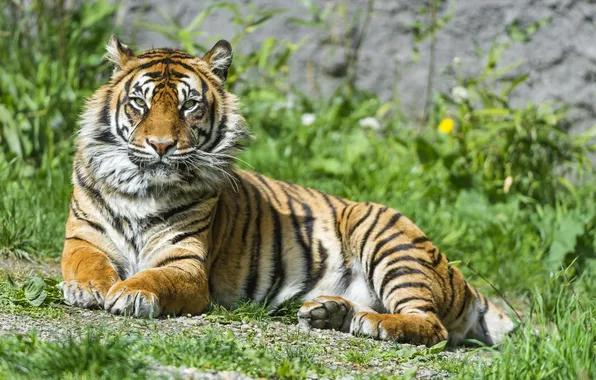 Picture grass, tiger, stay, ©Tambako The Jaguar, Sumatran
