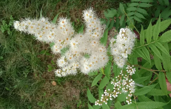 Flowering, flowering tree, white flowers