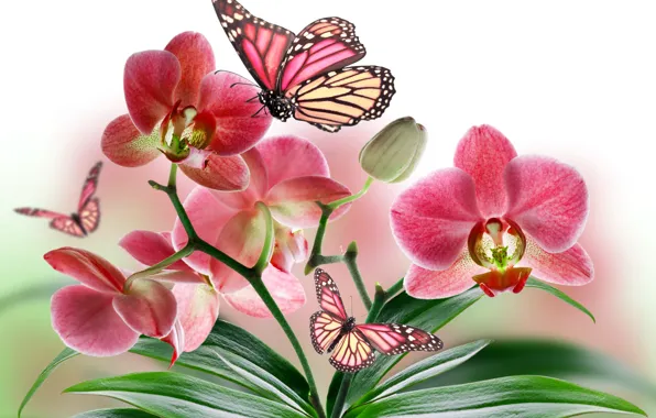 Flowers, nature, collage, butterfly, plant, wings, petals, Orchid