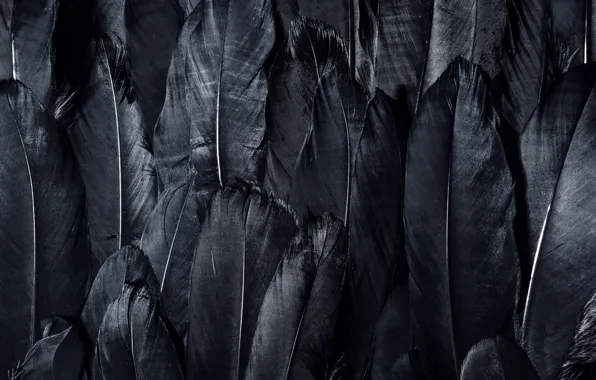 Dark, black, feathers, textures, black wallpaper, 4k ultra hd background, black feathers