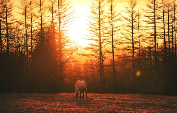 Field, forest, the sun, light, trees, sunset, fog, horse
