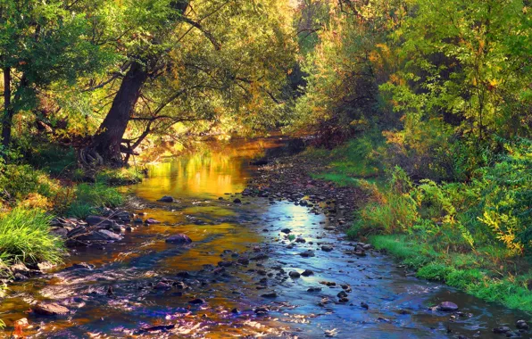 Autumn, forest, leaves, trees, landscape, stream, stones, river