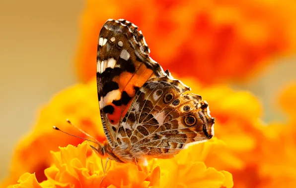 Flowers, butterfly, paint, insect, moth