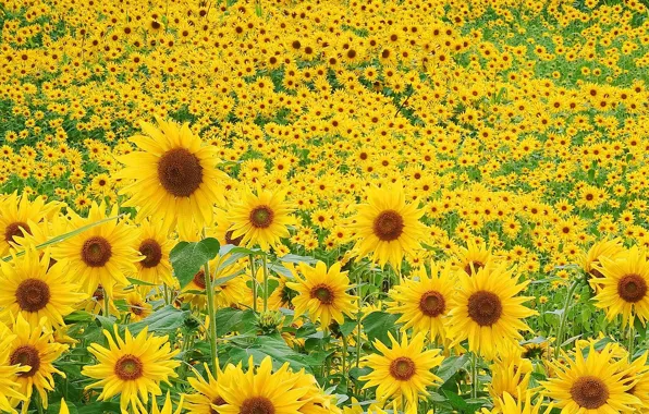 Greens, field, summer, sunflowers, flowers, mood