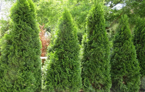 Nature, The bushes, Park, Meduzanol ©