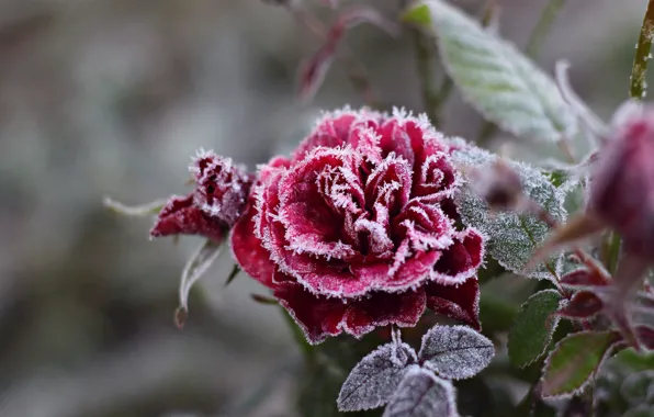 Picture cold, frost, flower, snowflakes, rose, frost, crystals, red
