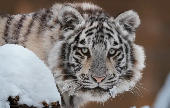 Picture winter, white, look, face, snow, nature, tiger, portrait