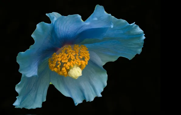 Picture flowers, nature, background, petals