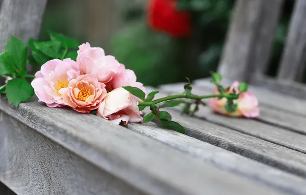 Picture flowers, background, bench