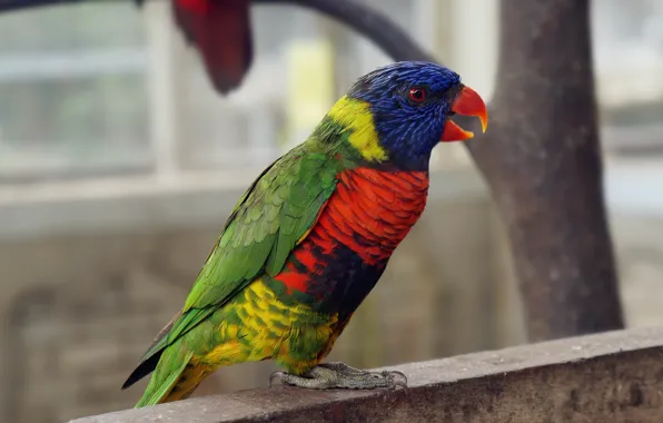 Picture wallpaper, colourful, bird, animal, magnificent, Splendid