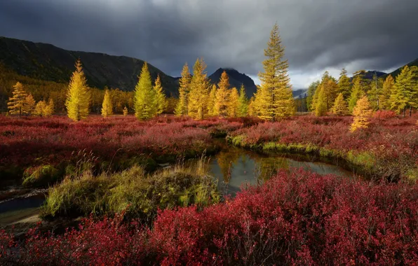 Picture autumn, nature, Trees, Kolyma, stream Unknown, Maxim Evdokimov