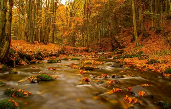 River, autumn, leaves, Forest