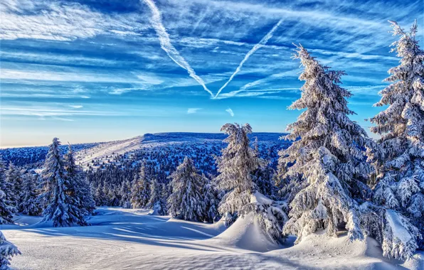 Winter, forest, the sky, snow, ate, Czech Republic, Czech Republic, Jeseníky Mountains