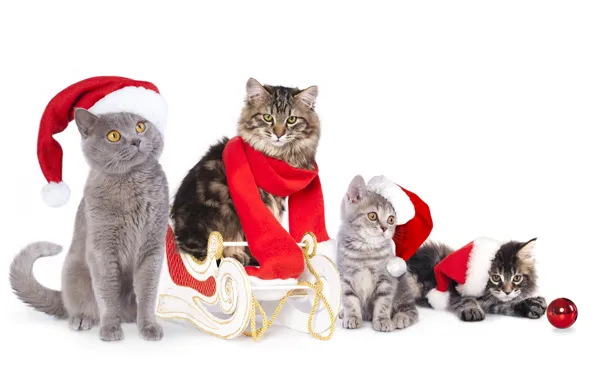 Cats, cats, ball, scarf, kittens, sleigh, caps