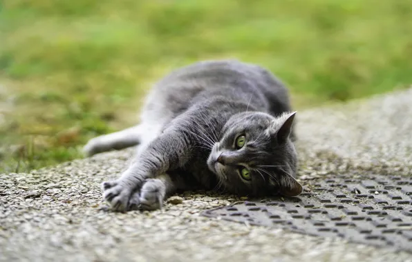 Road, cat, summer, grass, cat, look, face, pose