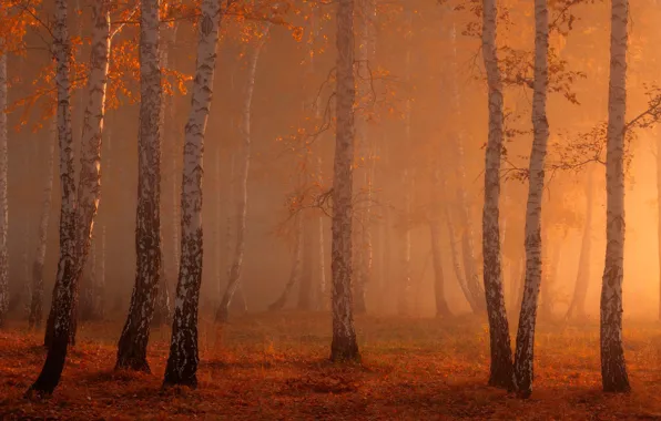 Forest, fog, birch