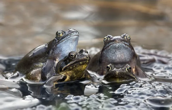 Water, puddle, frogs, couples, eggs